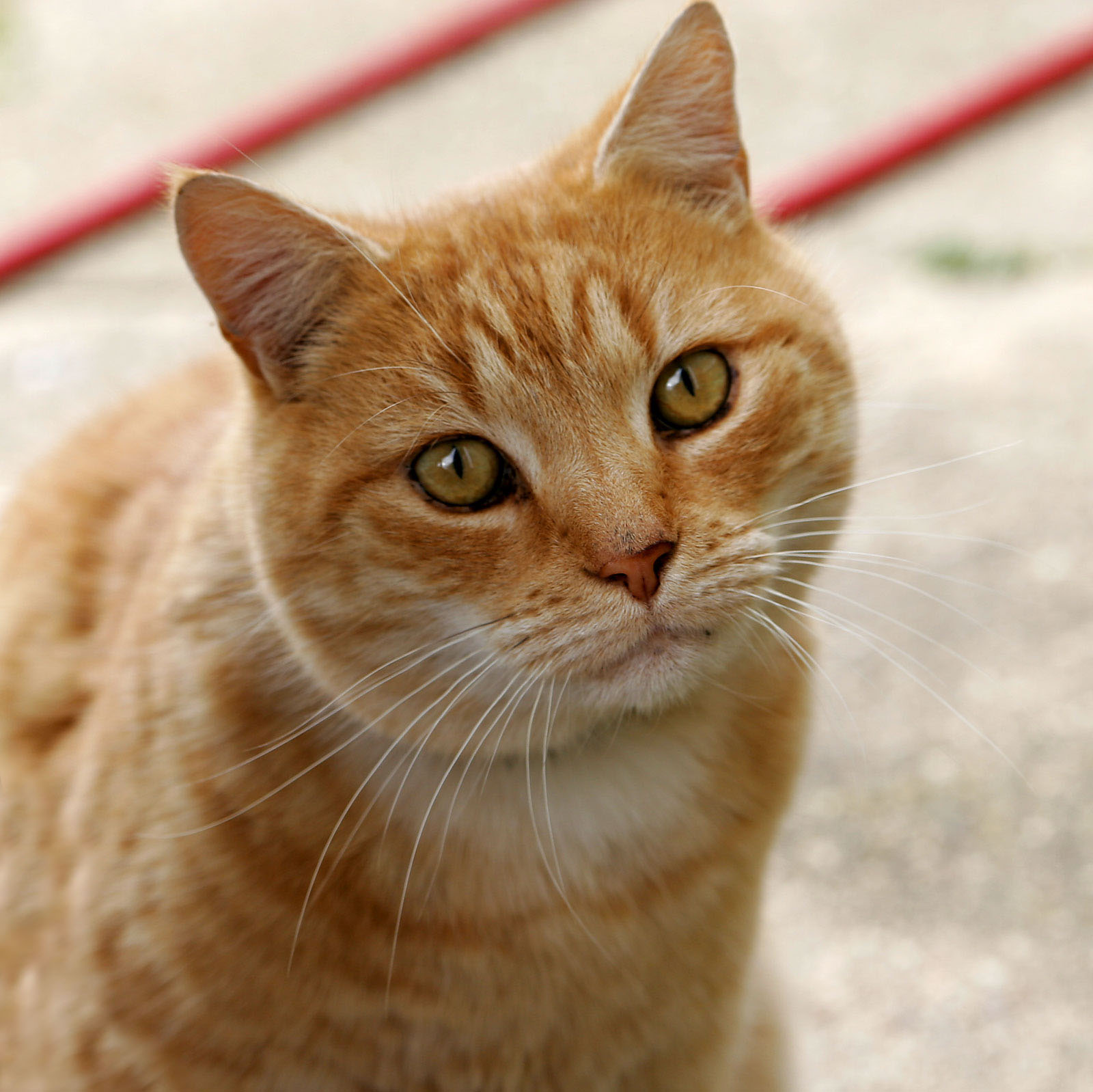 cat